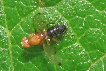 Geomyza sp. ( Opomyzidae )